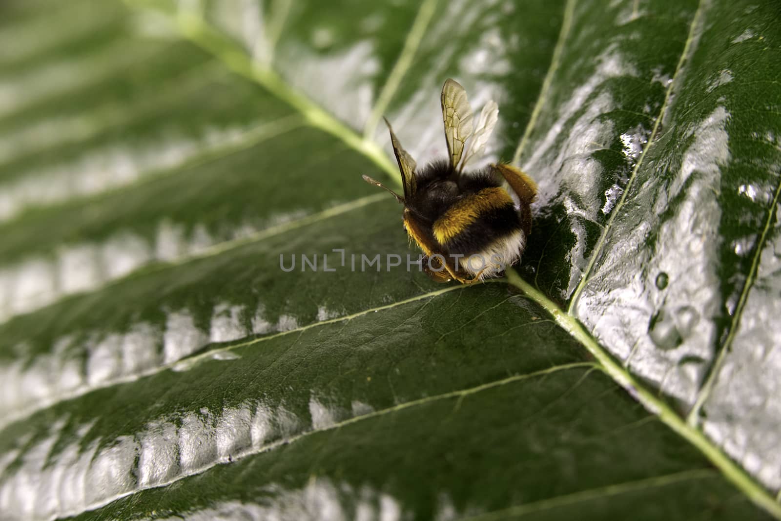 Nature alert concept: close up of a bumble bee (Bombus) dead in selective focus on a green leaf by robbyfontanesi