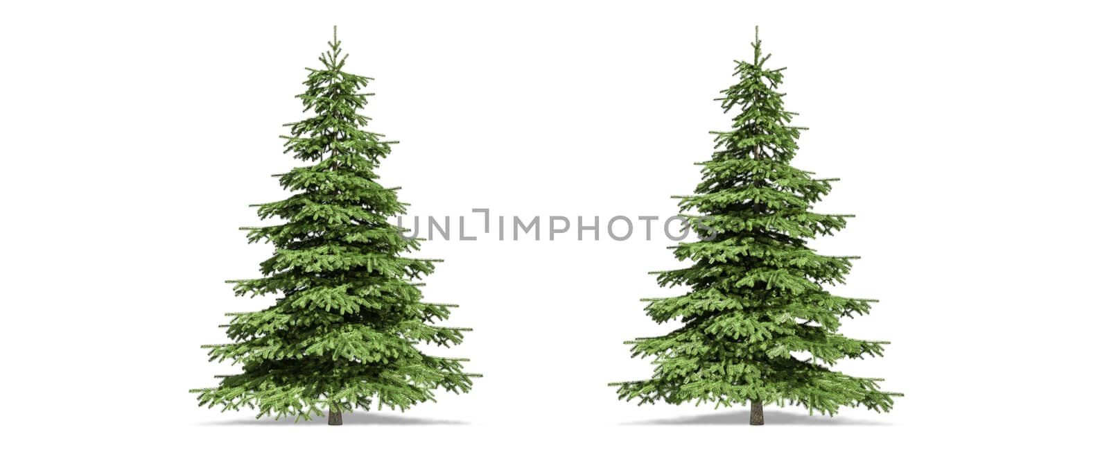 Beautiful Picea tree isolated and cutting on a white background with clipping path. by anotestocker