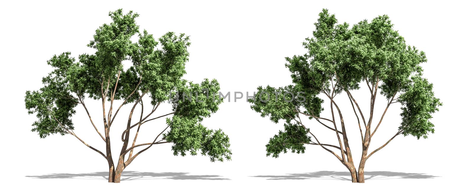 Beautiful Eucalyptus tree isolated and cutting on a white background with clipping path.