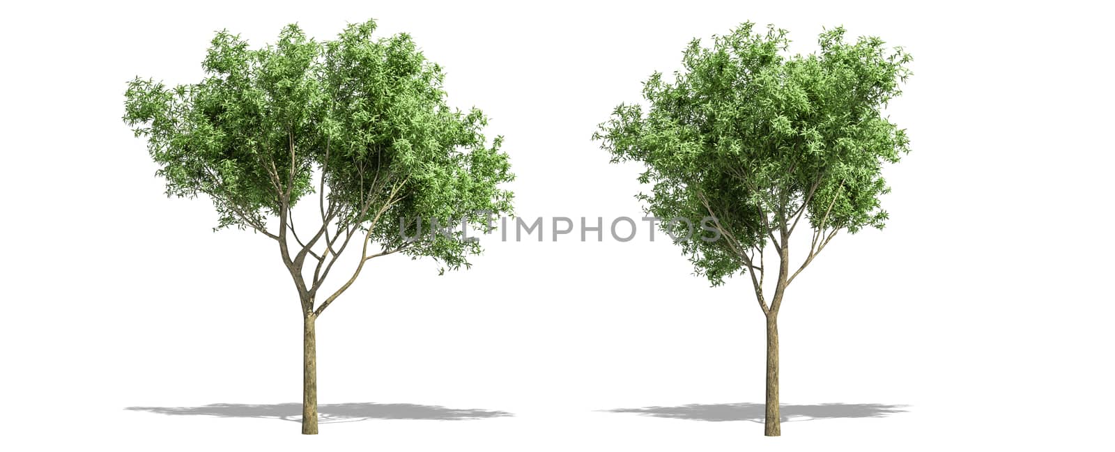 Beautiful Salix fragilis tree isolated and cutting on a white background with clipping path. by anotestocker