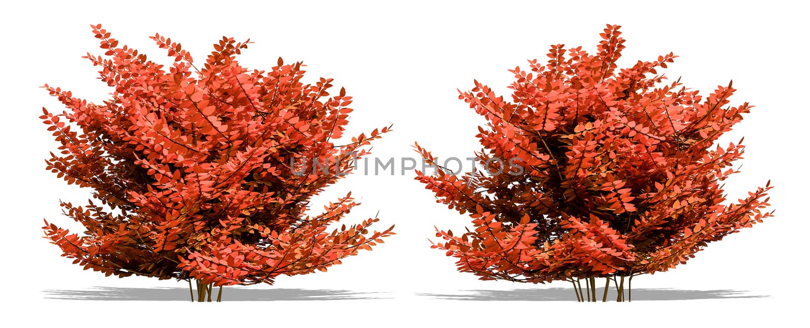 Beautiful tree isolated and cutting on a white background with clipping path.