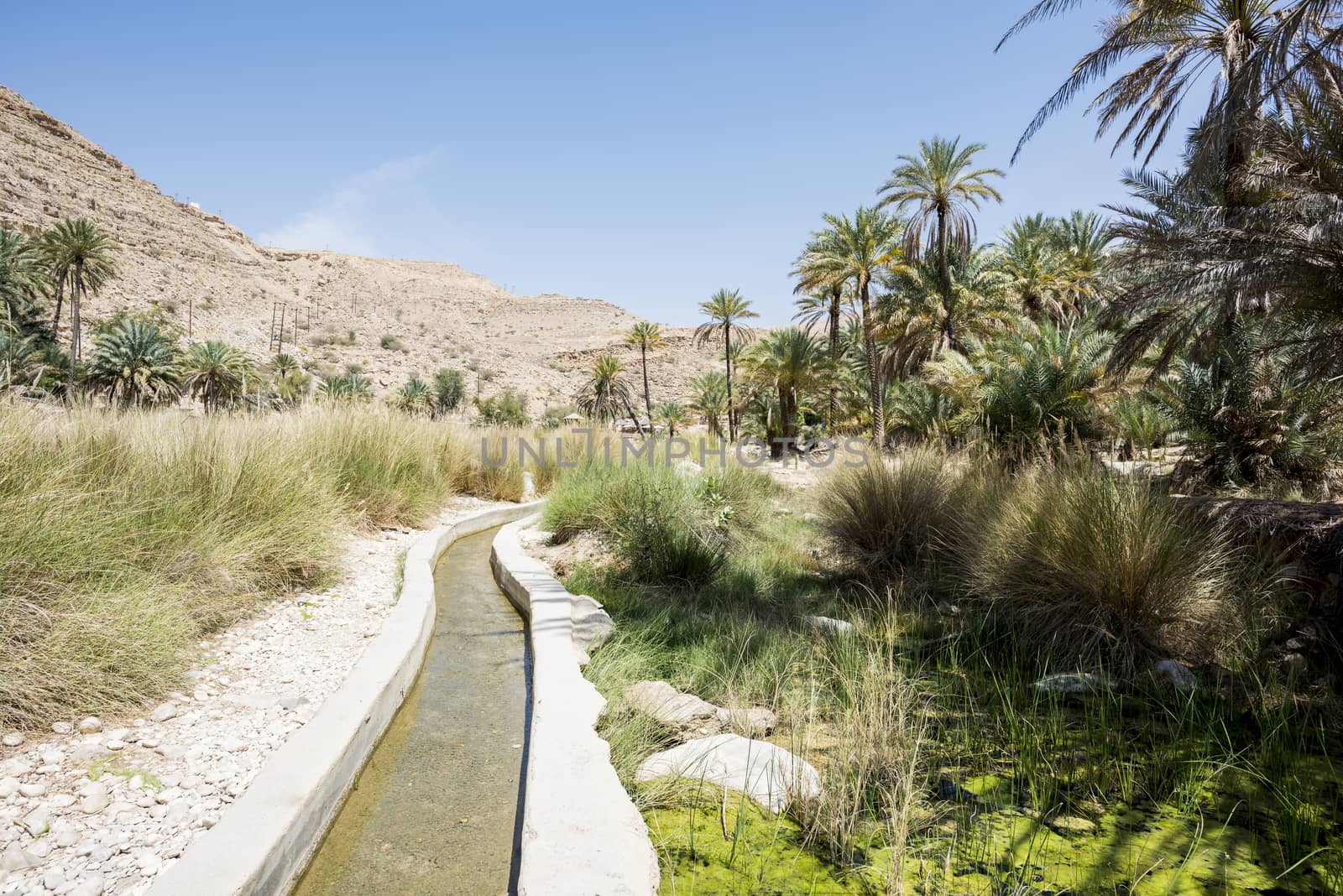 Water canal coming from a river and passing thru a garden and palm trees farm. Wadi Bani Khalid, Sultanate of Oman