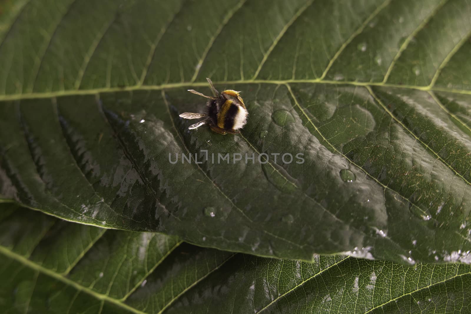 Nature alert concept: close up of a bumble bee (Bombus) dead in selective focus on a green leaf by robbyfontanesi