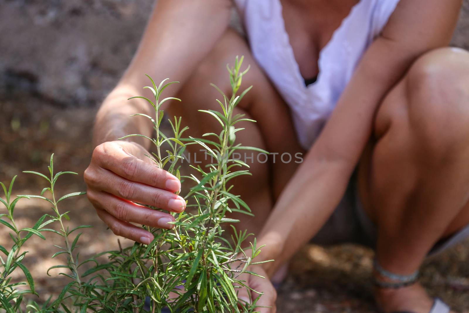 A young woman takes care of a rosemary plant with her hands in her vegetable garden by robbyfontanesi