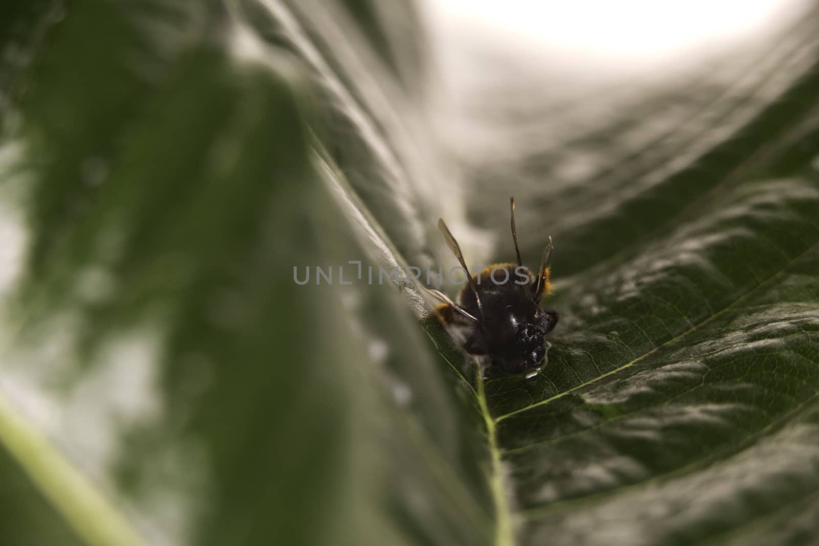 Nature alert concept: close up of a bumble bee (Bombus) dead in selective focus on a green leaf