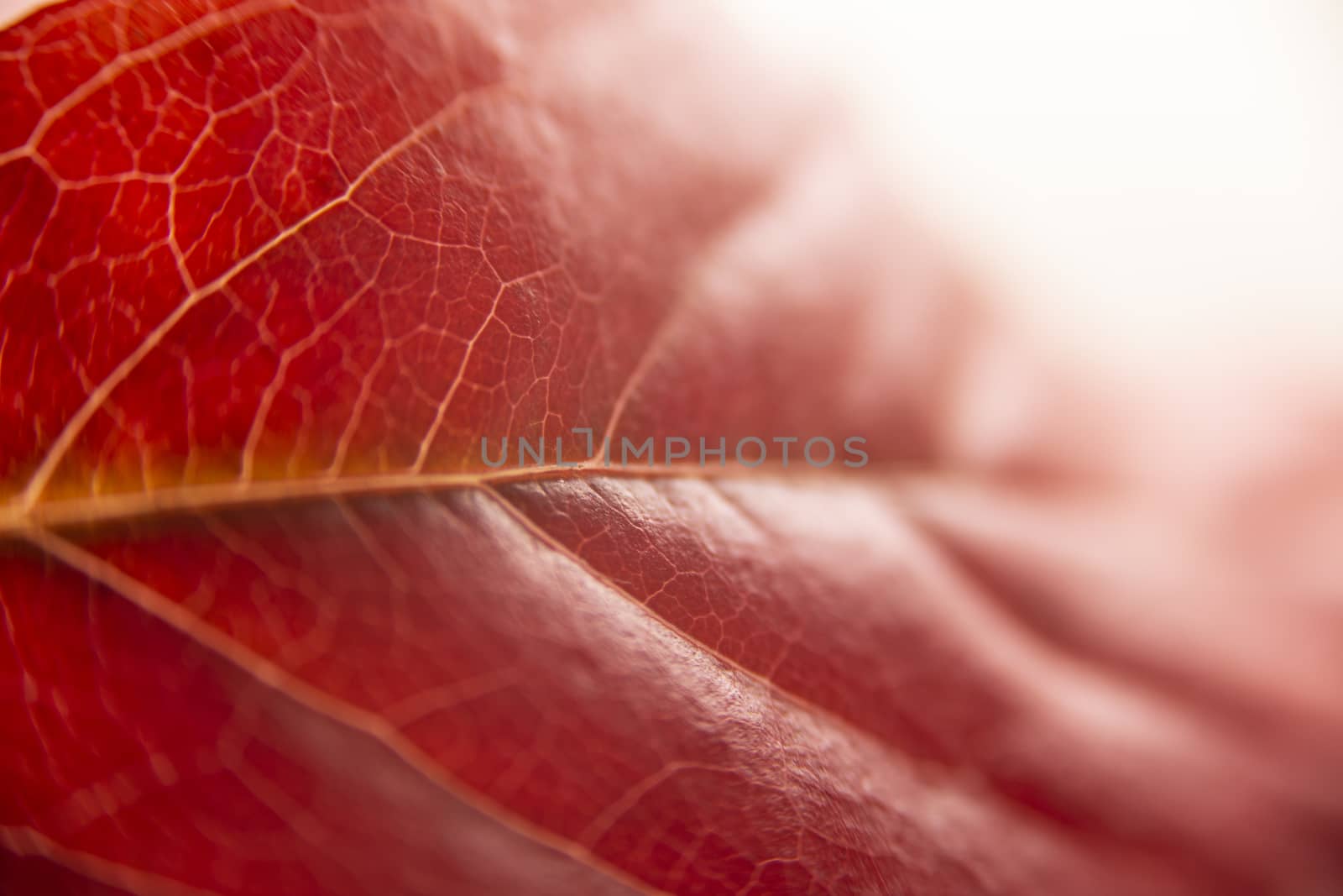 Autumn in orange: macro close up view of a red Virginia creeper (Parthenocissus quinquefolia) leaf on white background