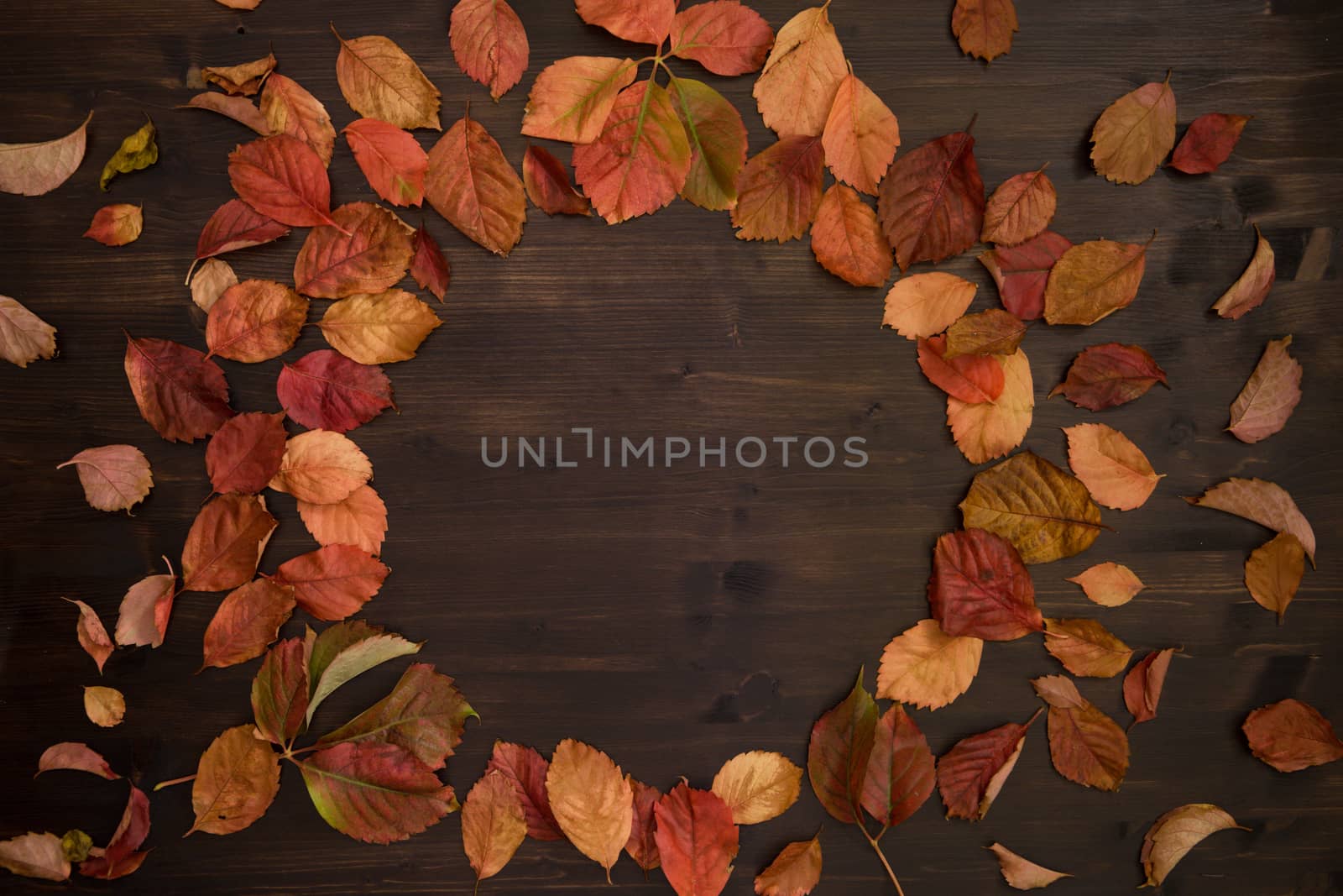 Autumn copy space: top view of red Virginia creeper (Parthenocissus quinquefolia) leaves in shades of red and orange on a dark brown wooden background