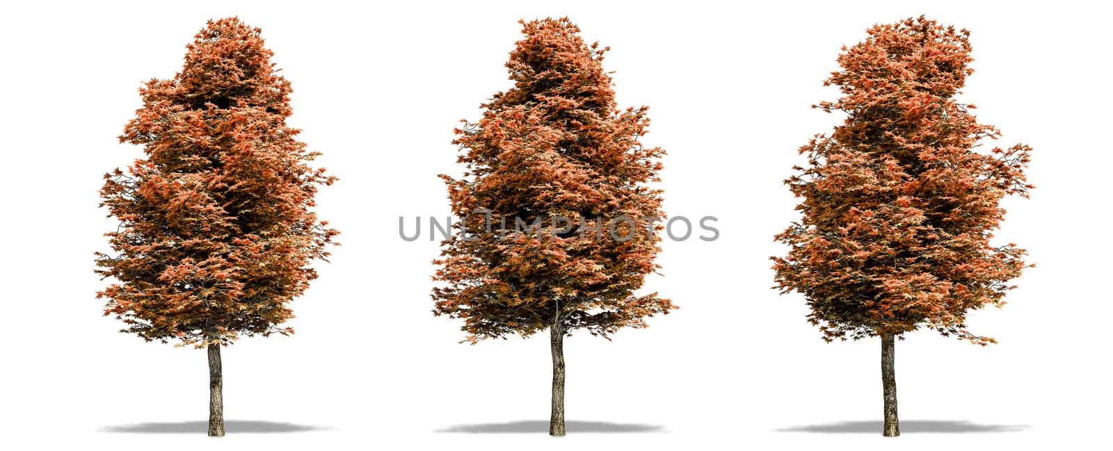 Beautiful tree isolated and cutting on a white background with clipping path. by anotestocker