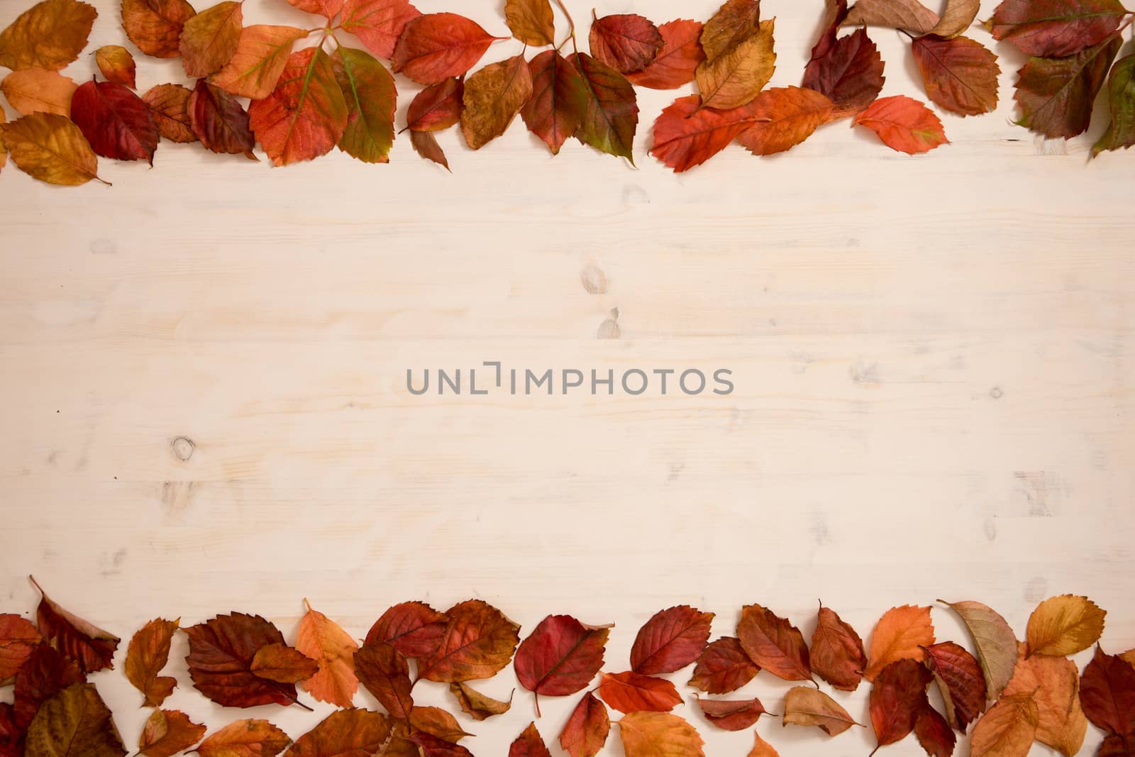 Autumn copy space: angle view of red Virginia creeper (Parthenocissus quinquefolia) leaves in shades of red and orange on a white wooden background