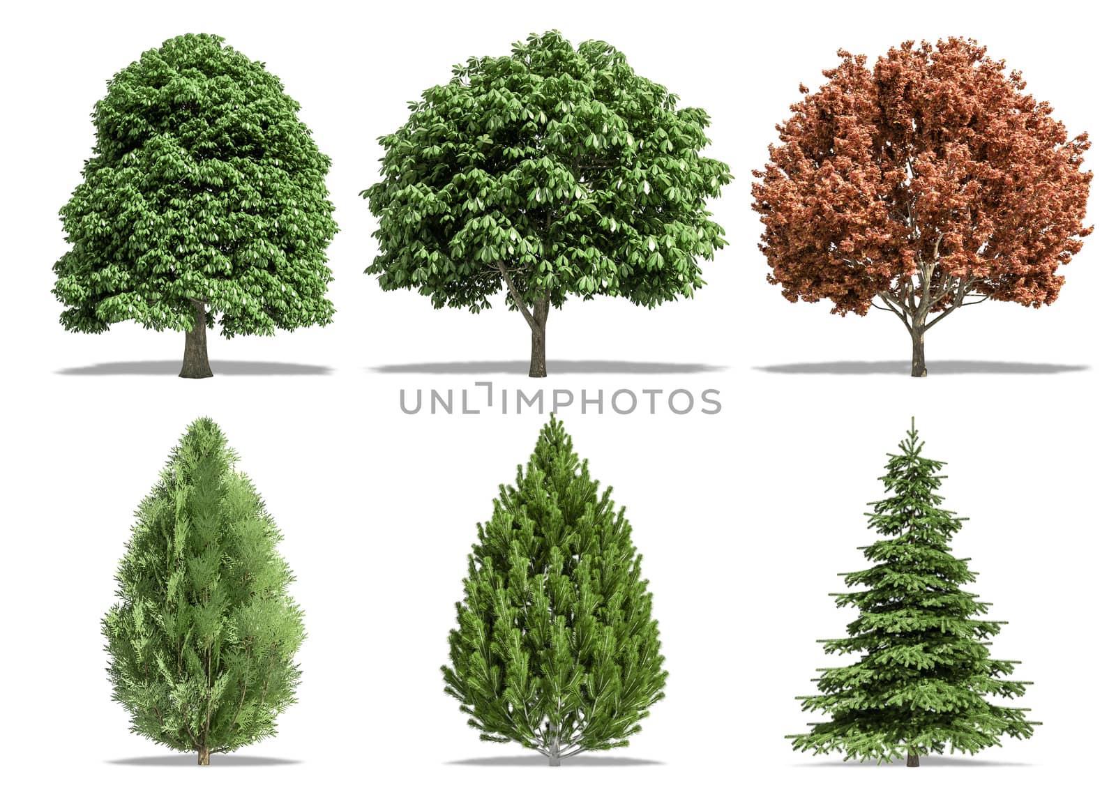 Beautiful collection tree isolated and cutting on a white background with clipping path. by anotestocker