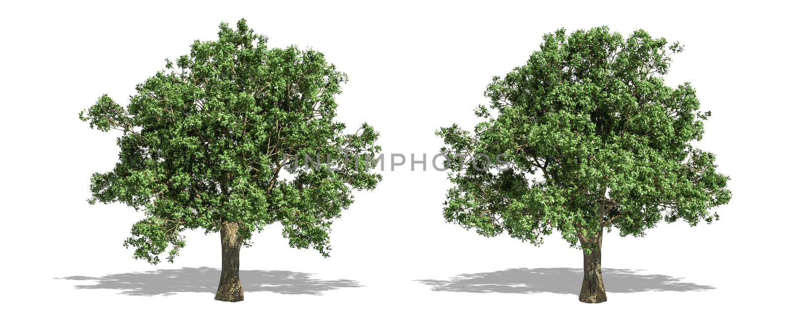 Beautiful Quercus tree isolated and cutting on a white background with clipping path.