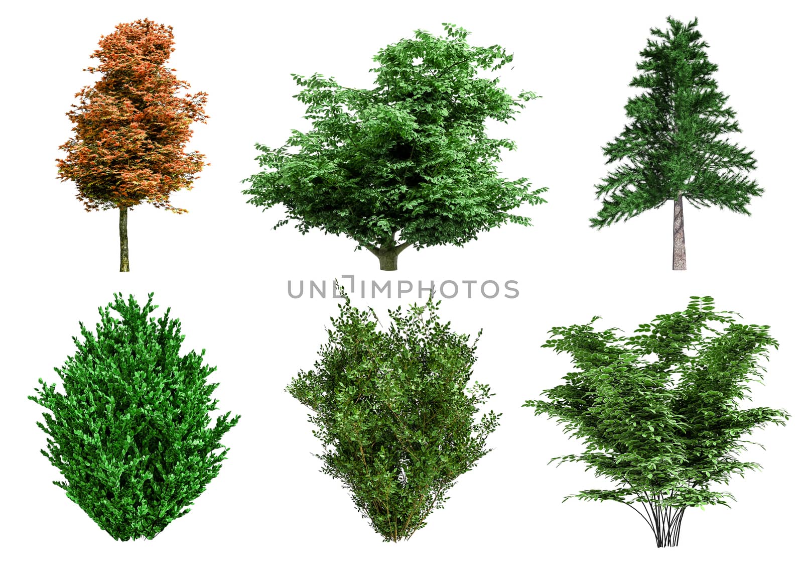 Beautiful collection tree isolated and cutting on a white background with clipping path.