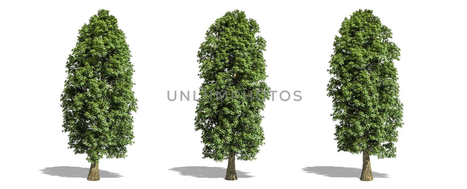 Beautiful Tilia platyphyllos tree isolated and cutting on a white background with clipping path. by anotestocker