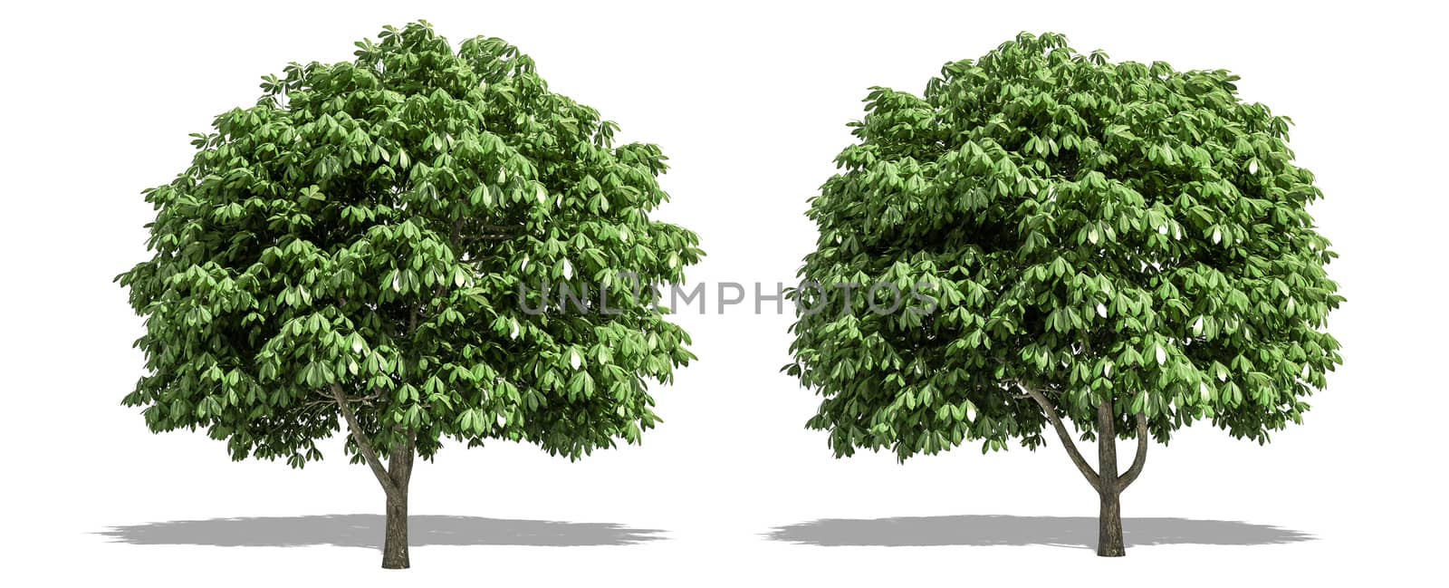 Beautiful Aesculus tree isolated and cutting on a white background with clipping path. by anotestocker