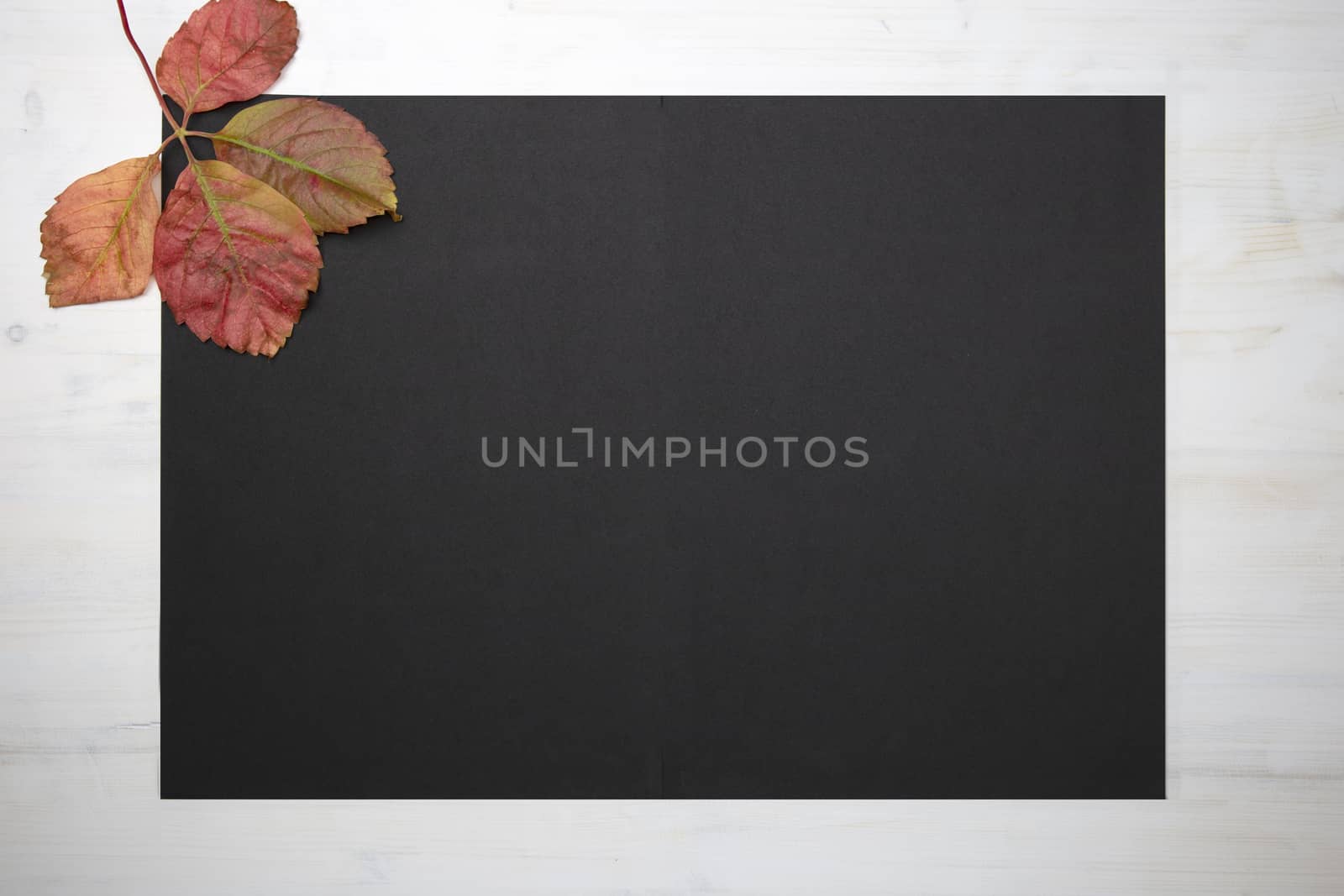 Autumn flat lay copy space: top view of a fallen Virginia creeper (Parthenocissus quinquefolia) leave on black copy space in wooden background by robbyfontanesi