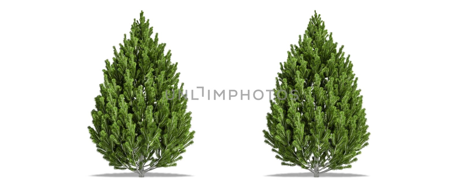 Beautiful Pinus leucodermis tree isolated and cutting on a white background with clipping path. by anotestocker