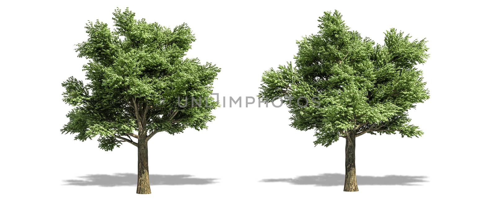 Beautiful Quercus petraea tree isolated and cutting on a white background with clipping path.