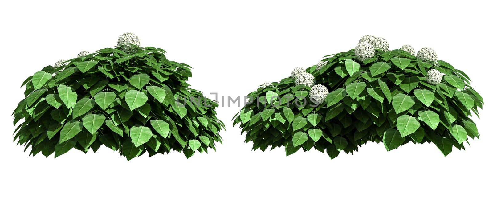 Beautiful tree isolated and cutting on a white background with clipping path.