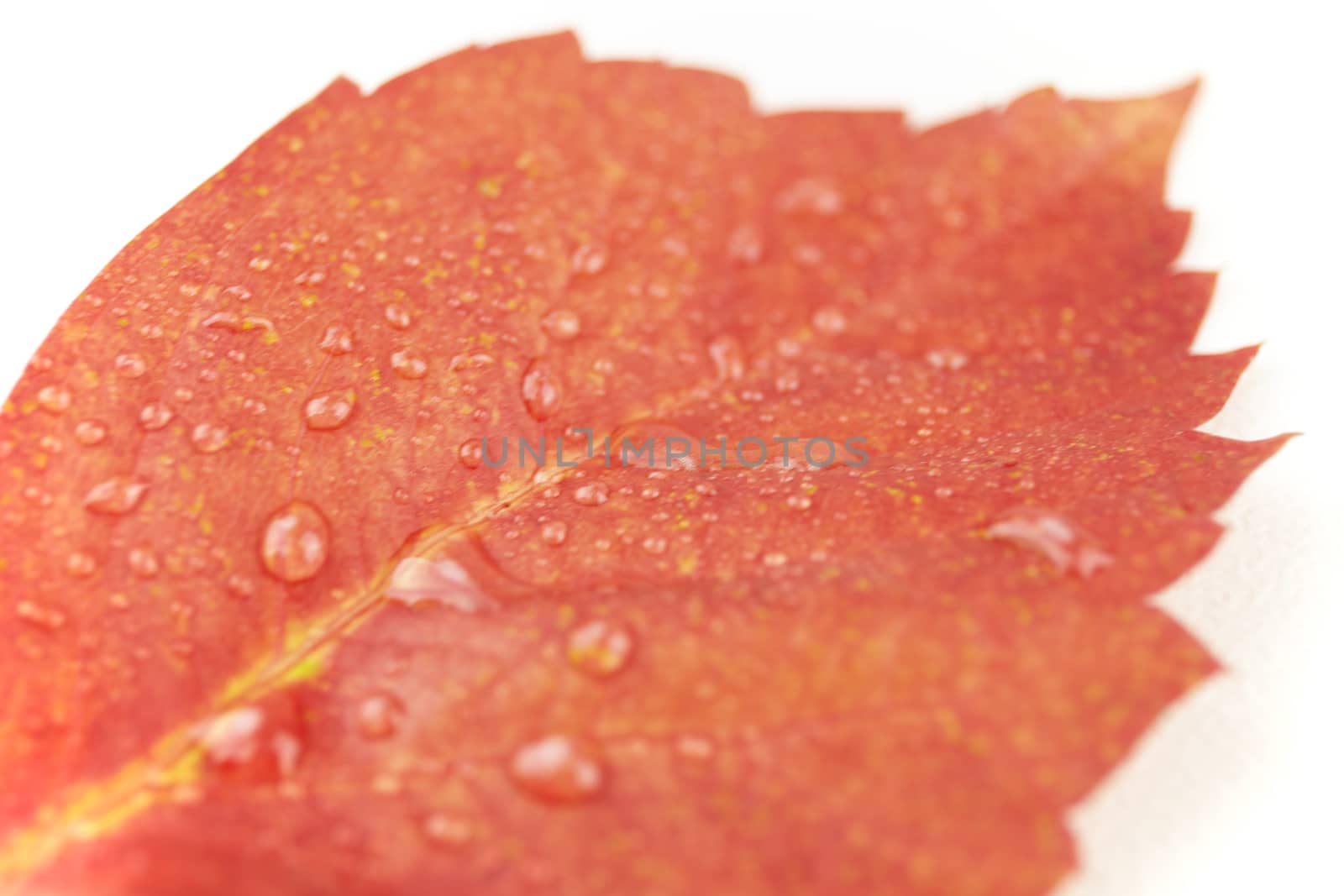 Autumn in orange: angled close up view of a red Virginia creeper (Parthenocissus quinquefolia) leaf with dewdrops on a white background by robbyfontanesi