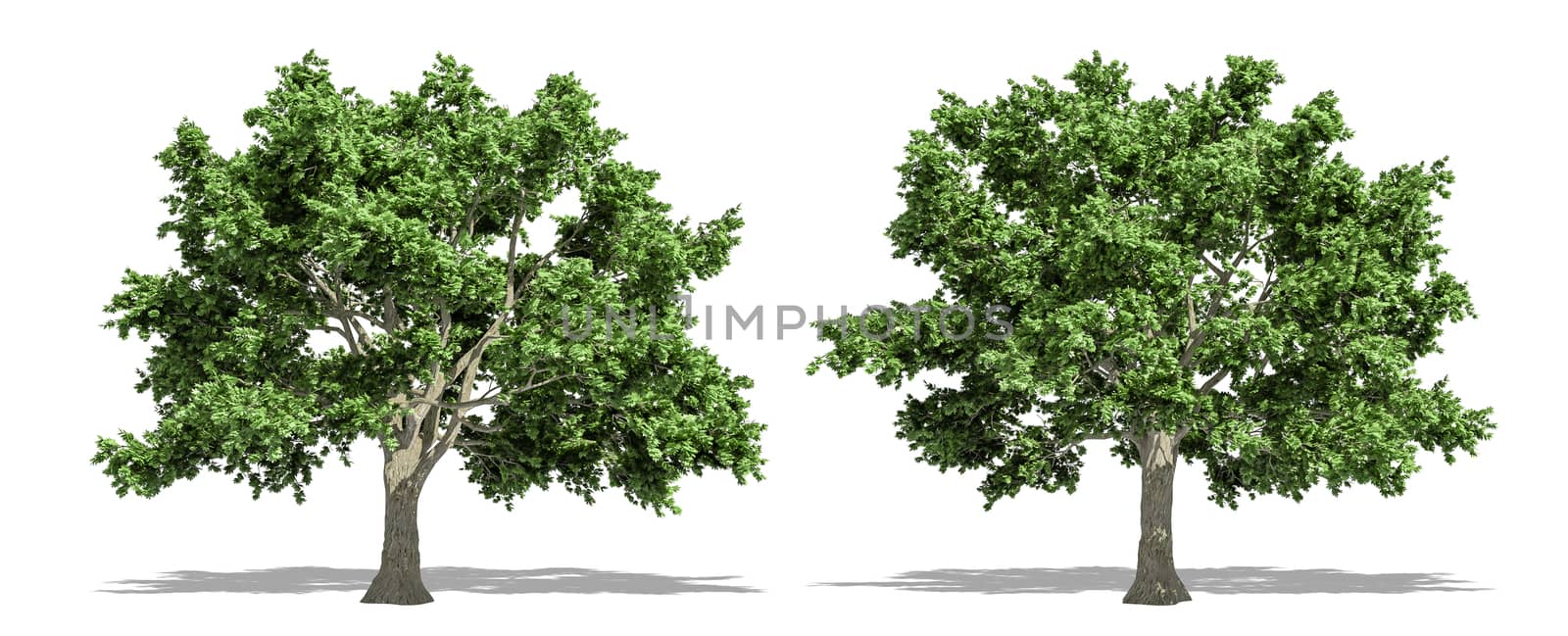 Beautiful Acer saccharum tree isolated and cutting on a white background with clipping path.