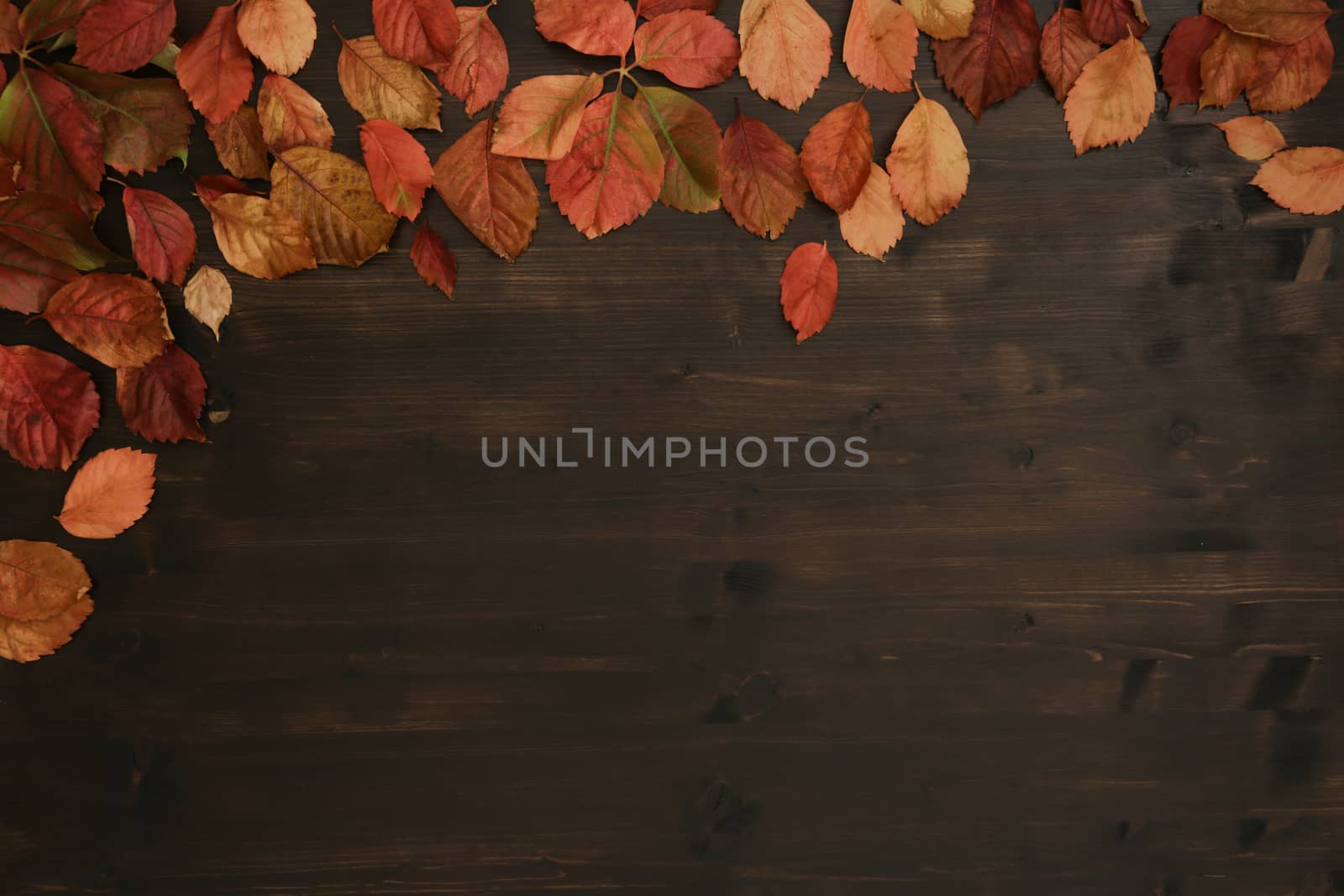 Autumn copy space: top view of red Virginia creeper (Parthenocissus quinquefolia) leaves in shades of red and orange on a dark brown wooden background