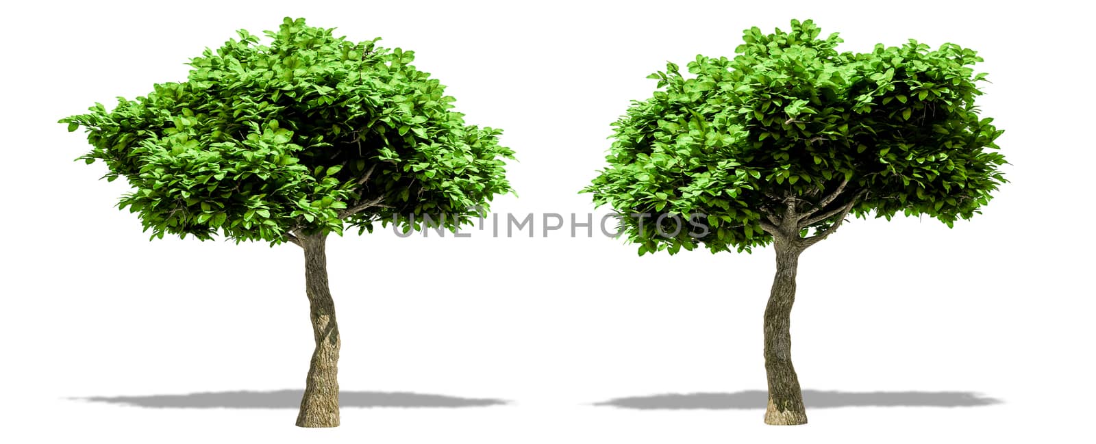 Beautiful tree isolated and cutting on a white background with clipping path. by anotestocker