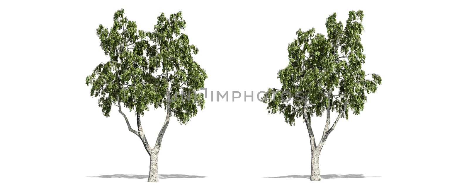 Beautiful Betula tree isolated and cutting on a white background with clipping path. by anotestocker