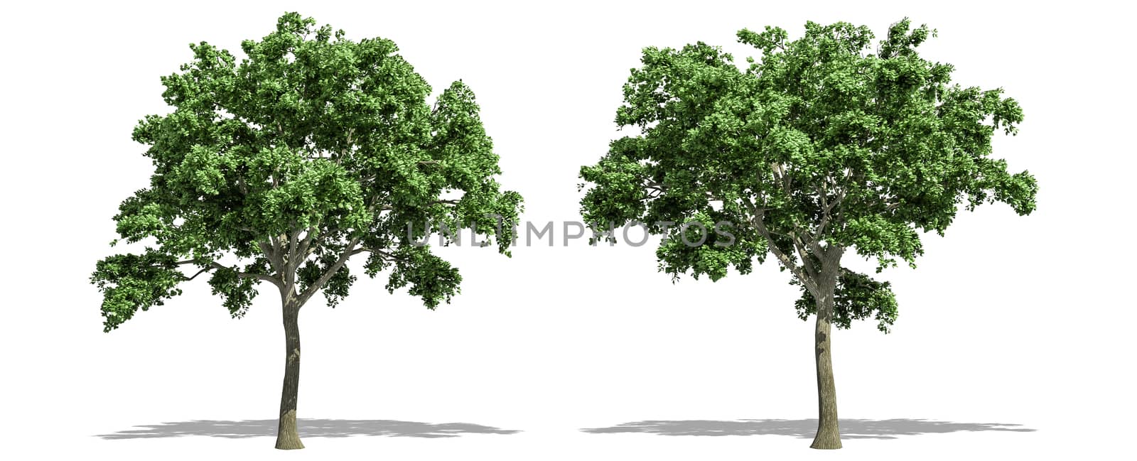 Beautiful Ulmus tree isolated and cutting on a white background with clipping path. by anotestocker