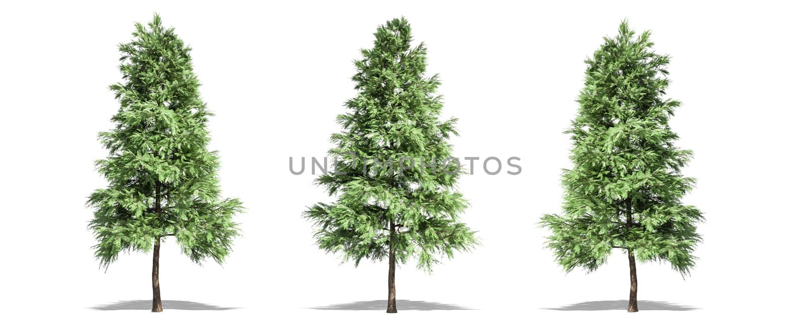 Beautiful Pinus sylvestris tree isolated and cutting on a white background with clipping path. by anotestocker