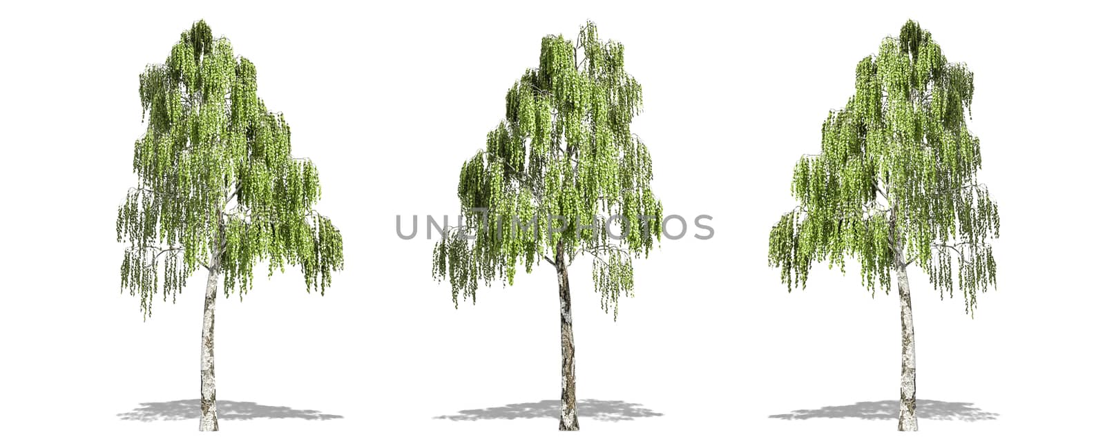 Beautiful Betula tree isolated and cutting on a white background with clipping path. by anotestocker