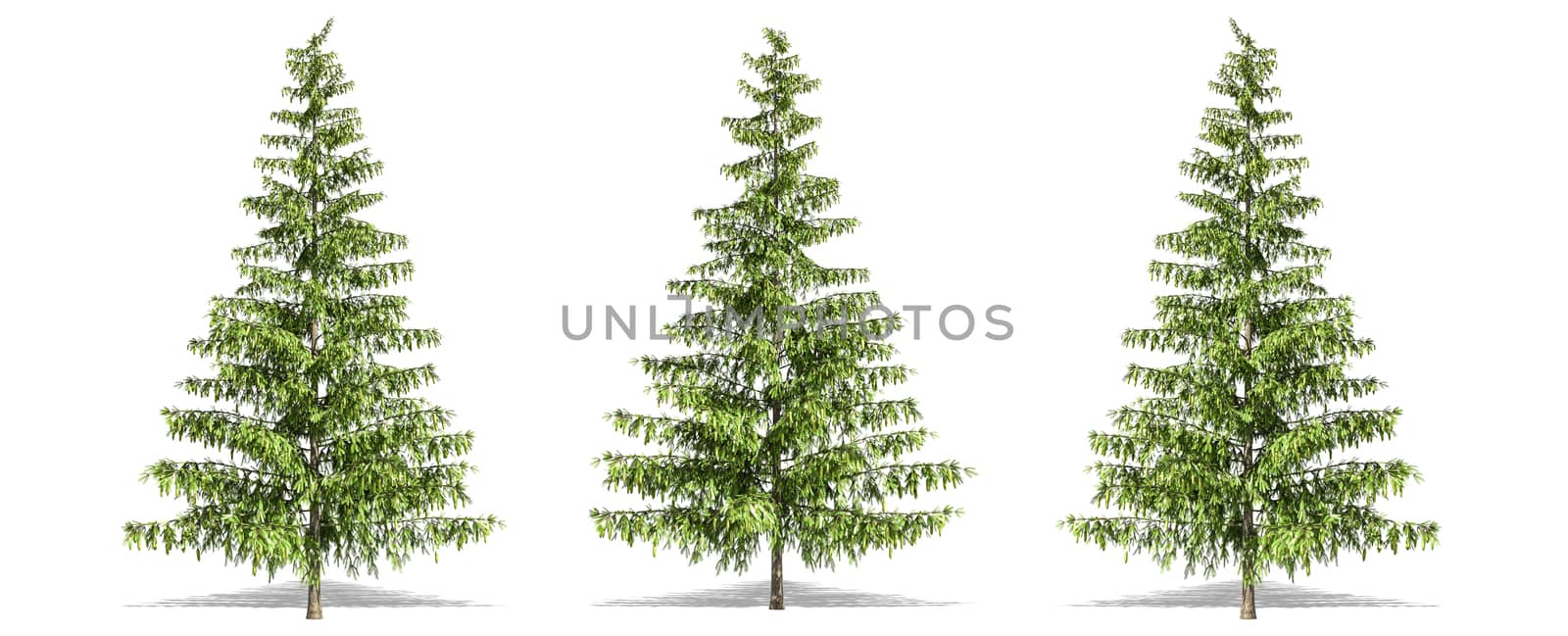 Beautiful Pinus tree isolated and cutting on a white background with clipping path.