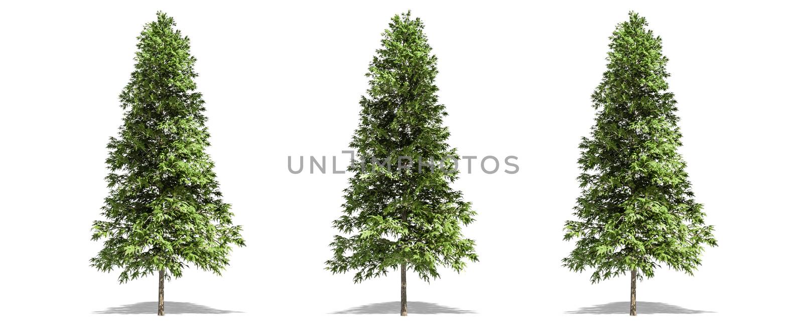 Beautiful Picea abies tree isolated and cutting on a white background with clipping path. by anotestocker