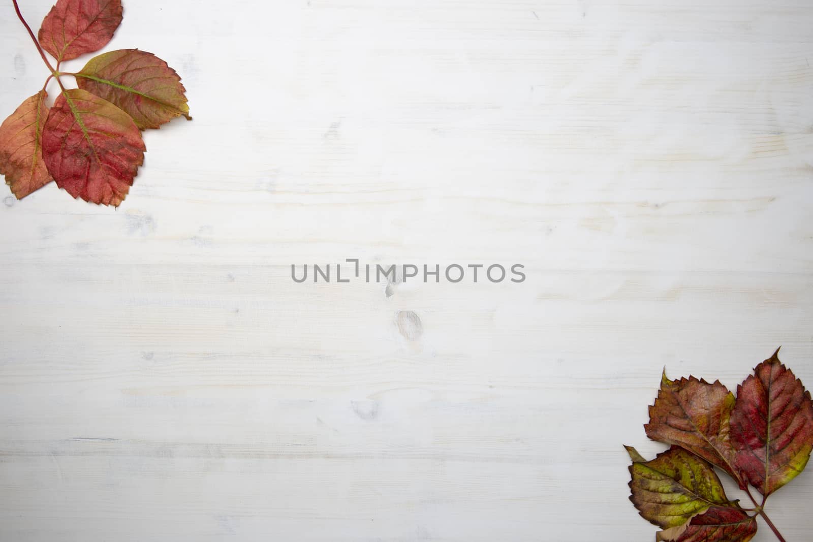 Flat lay of two red Virginia creeper (Parthenocissus quinquefolia) leaves in shades of red and orange on a white wooden background by robbyfontanesi