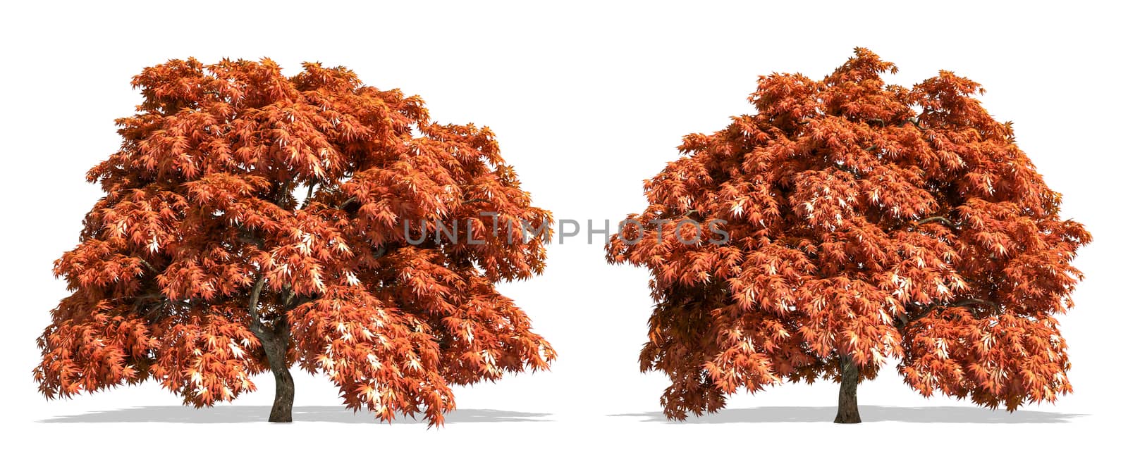 Beautiful Acer palmatum tree isolated and cutting on a white background with clipping path. by anotestocker
