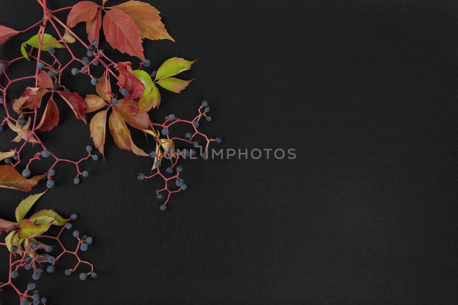 Autumn flat lay copy space: top view of Virginia creeper (Parthenocissus quinquefolia) red and orange leaves with black grapes on a black background