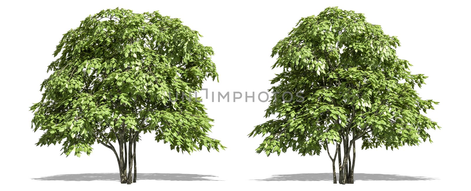 Beautiful Staphyella pinnata tree isolated and cutting on a white background with clipping path. by anotestocker