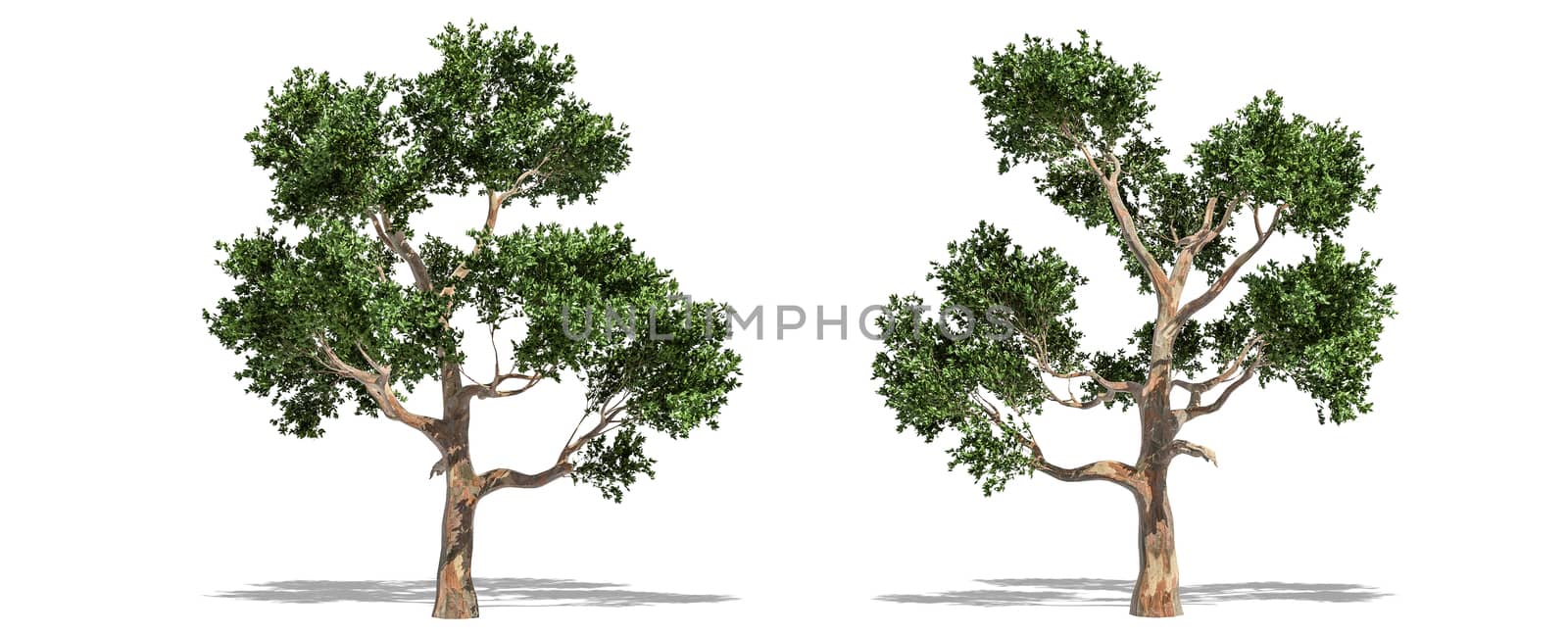 Beautiful Eucalyptus tree isolated and cutting on a white background with clipping path. by anotestocker