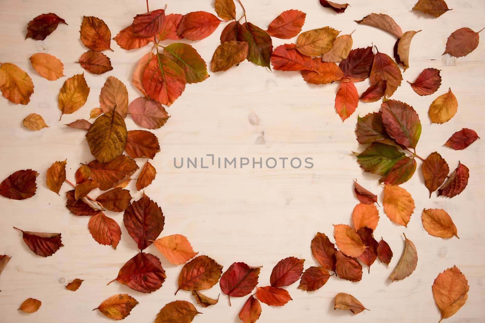 Autumn copy space: angle view of red Virginia creeper (Parthenocissus quinquefolia) leaves in shades of red and orange on a white wooden background by robbyfontanesi