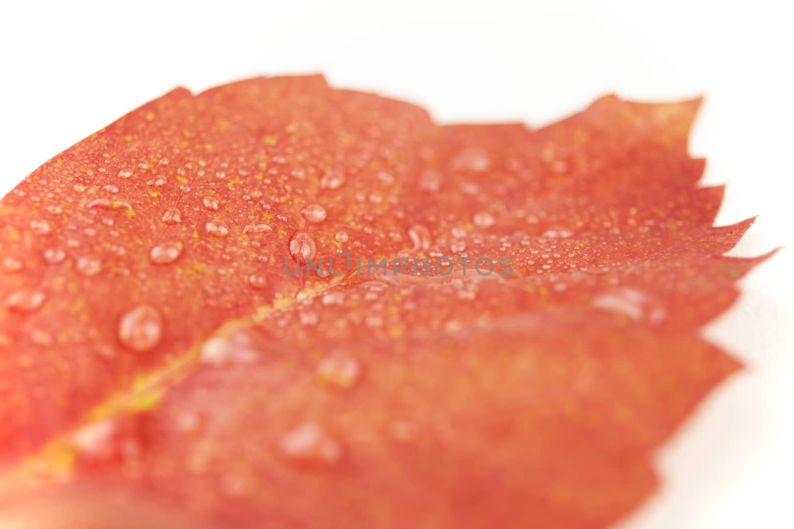 Autumn in orange: angled close up view of a red Virginia creeper (Parthenocissus quinquefolia) leaf with dewdrops on a white background