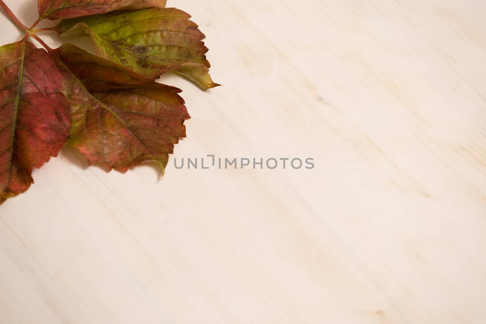 Autumn copy space: angle view of red Virginia creeper (Parthenocissus quinquefolia) leaves in shades of red and orange on a white wooden background