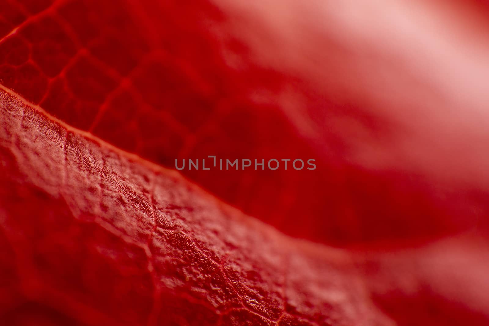 Autumn in orange: macro close-up view of a red Virginia Creeper (Parthenocissus quinquefolia) leaf with foreground veins by robbyfontanesi