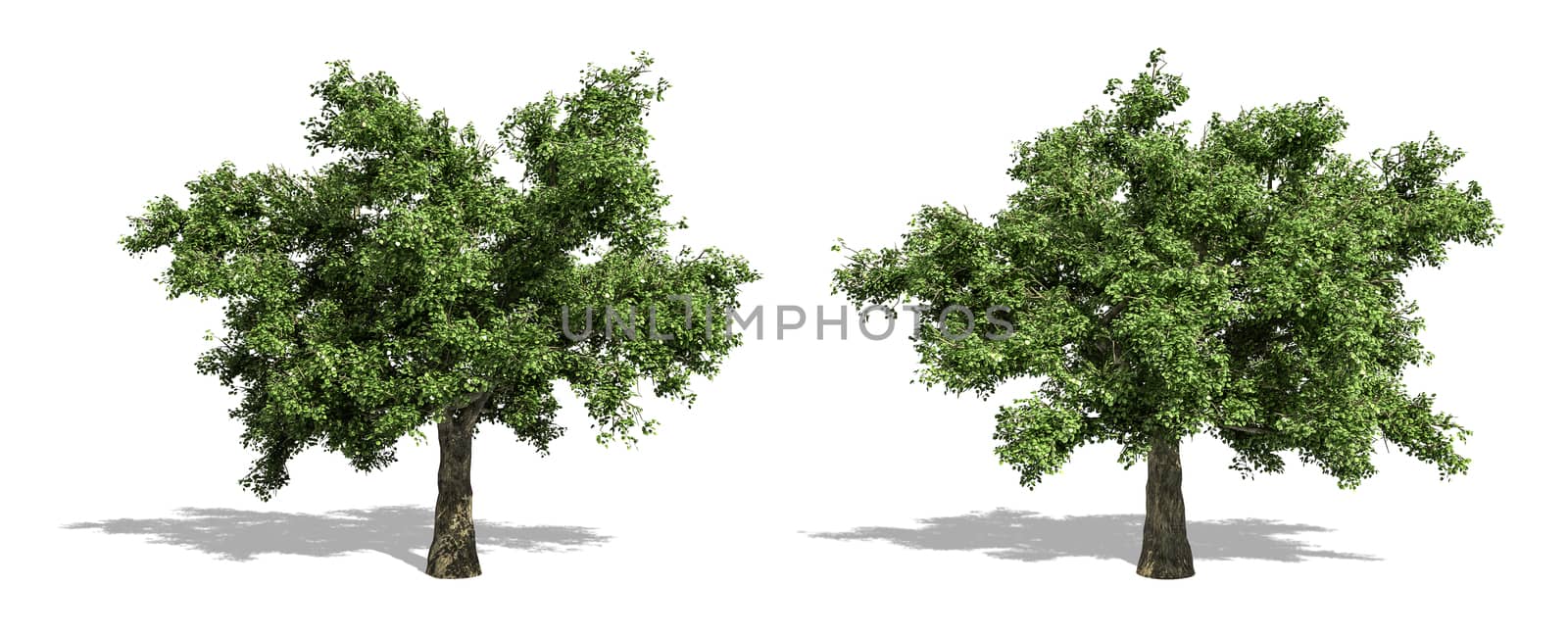 Beautiful Quercus tree isolated and cutting on a white background with clipping path. by anotestocker
