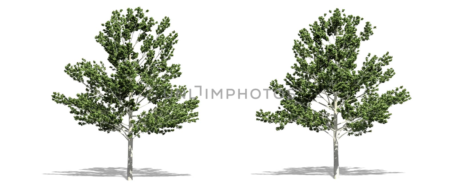 Beautiful Betula tree isolated and cutting on a white background with clipping path. by anotestocker