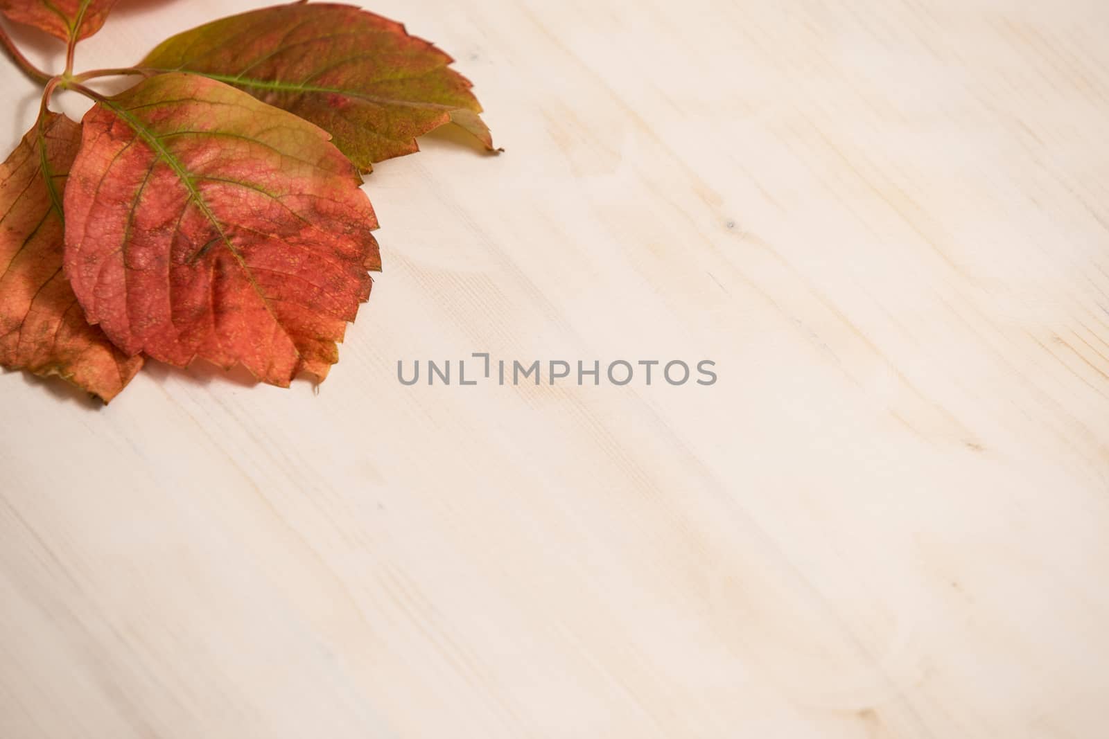 Autumn copy space: angle view of red Virginia creeper (Parthenocissus quinquefolia) leaves in shades of red and orange on a white wooden background by robbyfontanesi