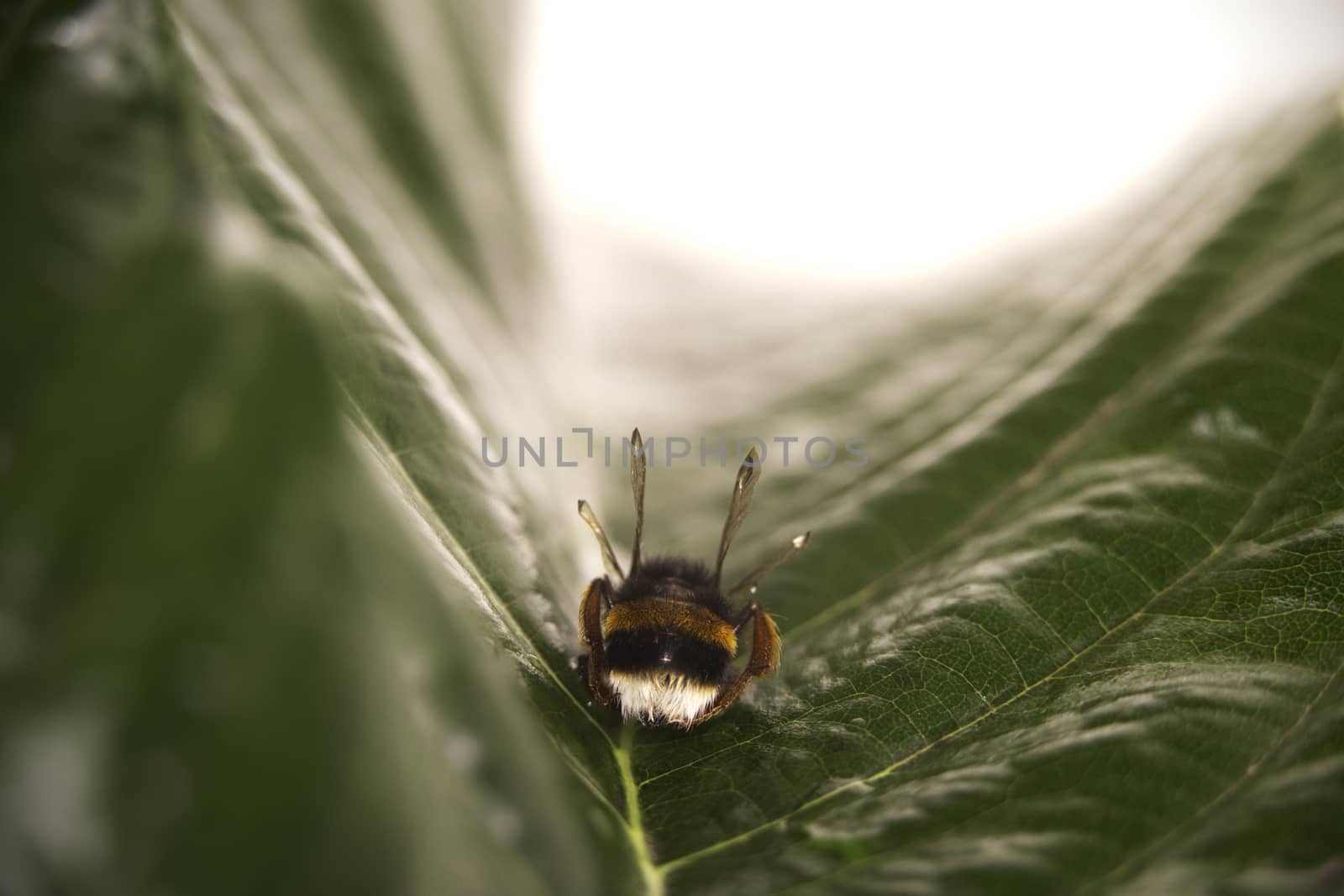 Nature alert concept: close up of a bumble bee (Bombus) dead in selective focus on a green leaf