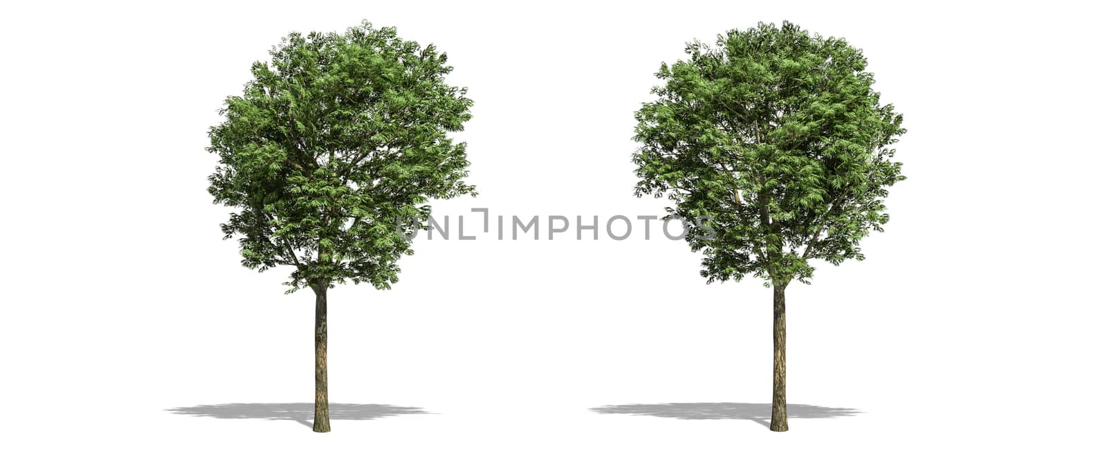 Beautiful fraxinus tree isolated and cutting on a white background with clipping path. by anotestocker