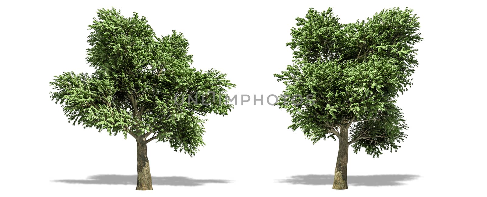 Beautiful Arbutus menziesii tree isolated and cutting on a white background with clipping path.