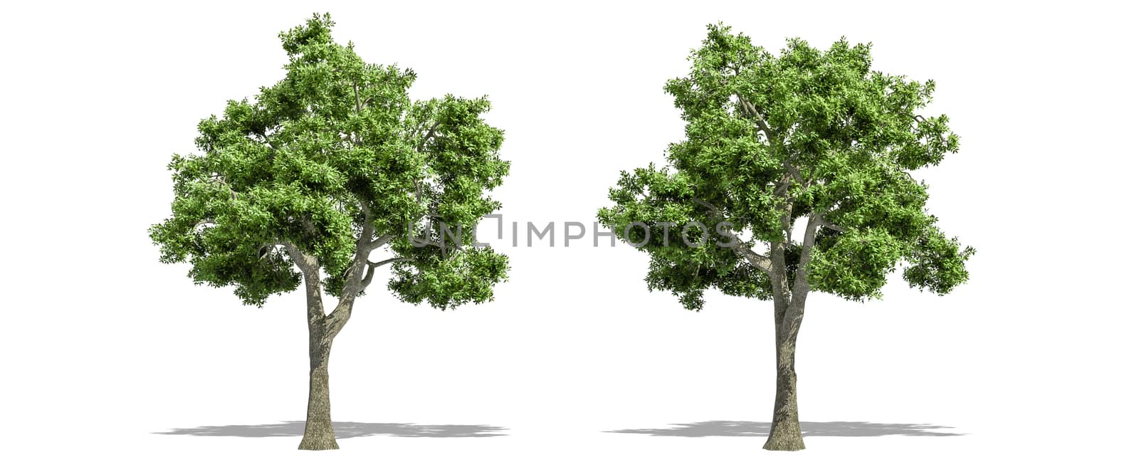 Beautiful Fraxinus tree isolated and cutting on a white background with clipping path. by anotestocker