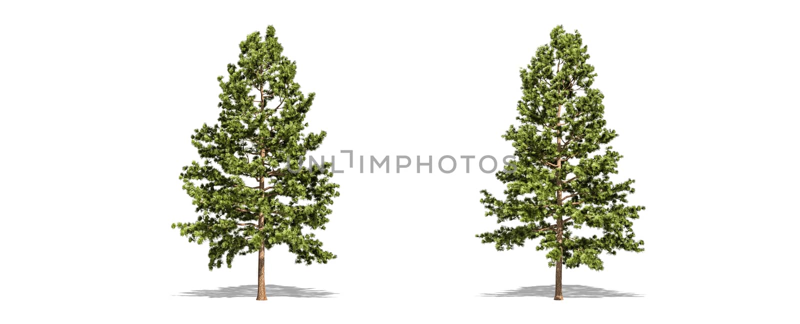 Beautiful Pinus strobus tree isolated and cutting on a white background with clipping path. by anotestocker