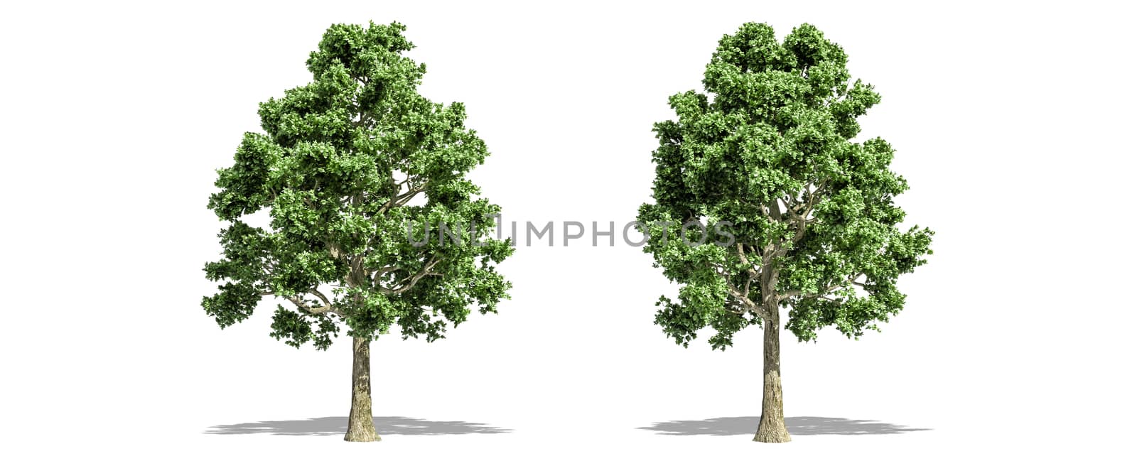 Beautiful Acer tree isolated and cutting on a white background with clipping path.